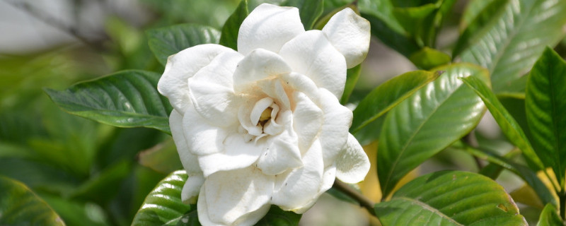 栀子花为什么一直掉叶子（栀子花叶子都掉了是什么原因）