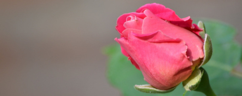 月季花是草本植物还是木本植物 月季花是不是木本植物