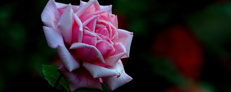 月季花为什么不长花苞(月季花徒长不长花苞)