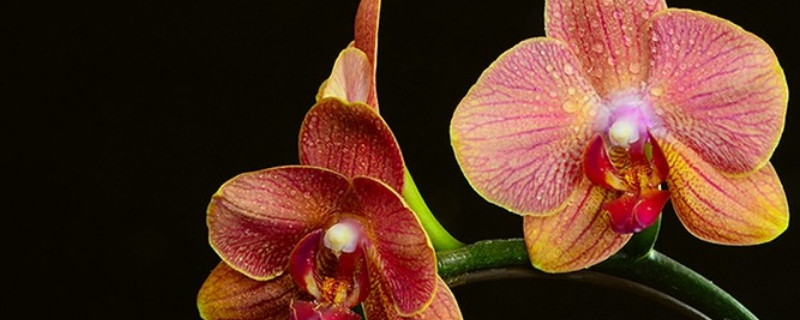 蝴蝶兰花剑怎么扦插（蝴蝶兰怎么扦插蝴蝶兰花茎扦插繁殖）