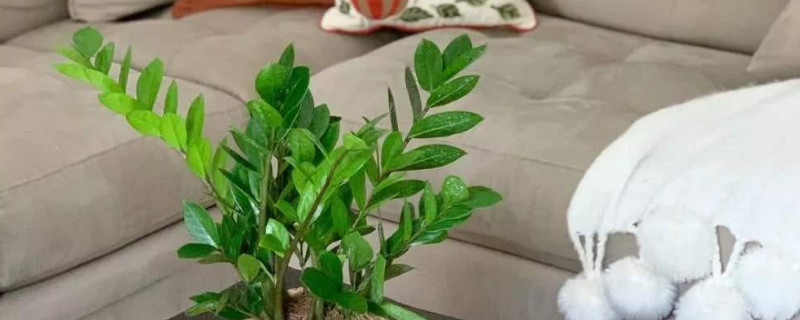 怎样培植金钱树的幼苗（金钱树的树苗培养）