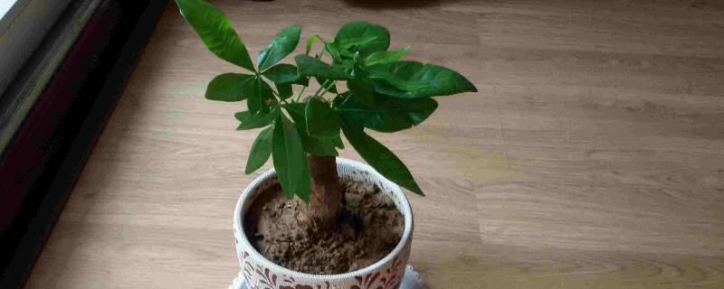 发财树浇水原则（发财树该如何浇水）