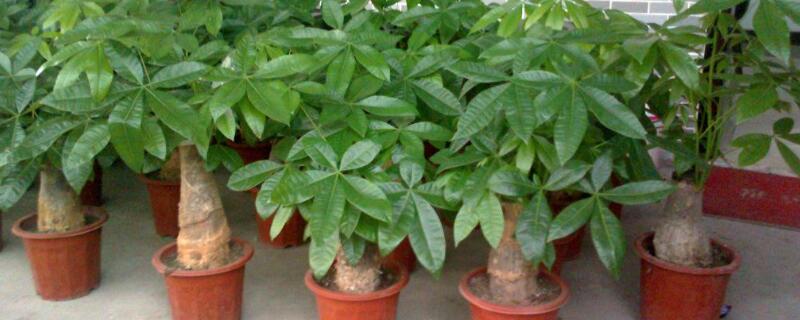 砍头的发财树怎样长高(发财树一直长高把头剪去好不好)