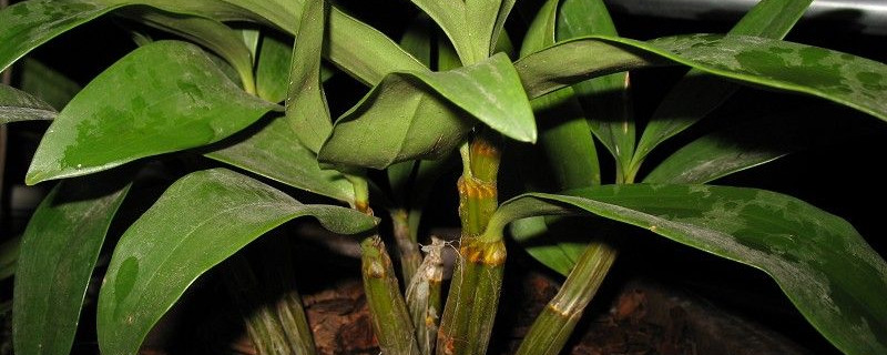 球花石斛的养殖方法及注意事项（球花石斛兰的种植方法）