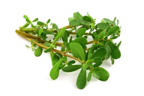 酱瓣草的功效与作用 酱瓣头草有什么功效