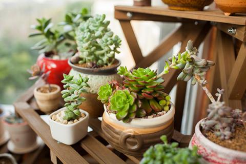 多肉的功效与作用（多肉的功效与作用禁忌）