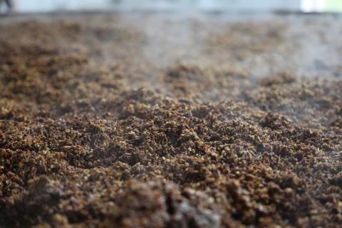 酒糟的功效与作用 高粱酒糟的功效与作用