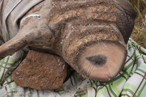 犀牛角的功效与作用（犀牛角的功效与作用与主治）