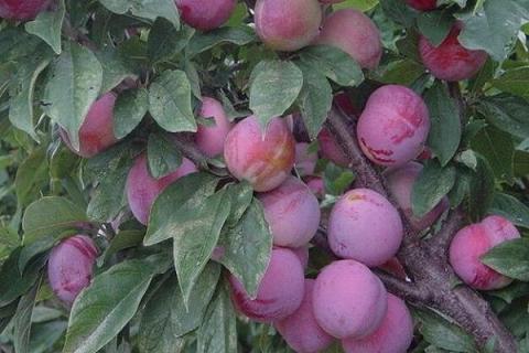 樱桃李子的功效与作用（樱桃李子的功效与作用禁忌）