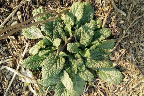 蛤蟆草泡水喝的功效与作用（蛤蟆草泡水喝的副作用）