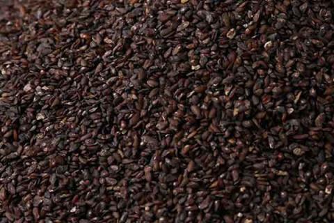 盐车前子的功效与作用 盐车前子的功效与作用的功能与主治