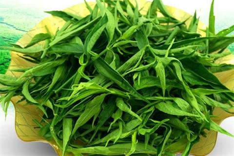 忧遁草的功效与作用（忧遁草的功效与作用?）