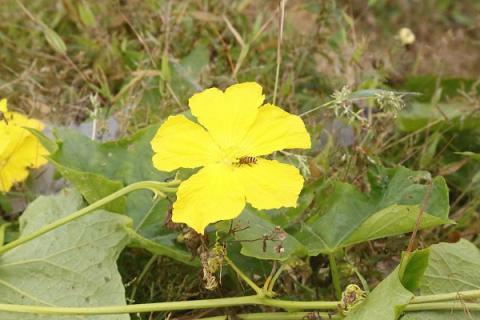 干丝瓜花泡水喝的功效与作用 干丝瓜花泡水喝管什么用