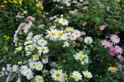 知里菊的功效与作用 知里菊的功效与作用图片