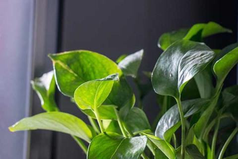 绿萝的功效与作用(绿萝的功效与作用有哪些)