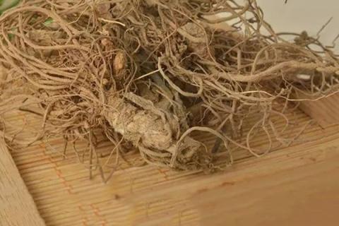 地胆头的功效与作用（地胆头的功效与作用图片）