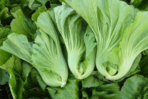 芥菜的功效与作用（广东芥菜的功效与作用）