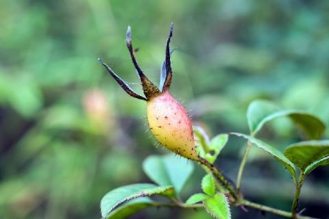 新鲜刺梨子泡酒的功效与作用（鲜刺梨子泡酒的正确方法）