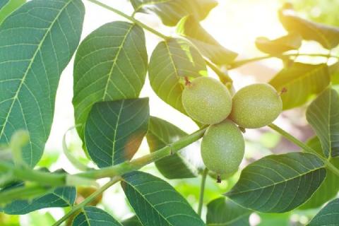 核桃树枝煮鸡蛋的功效与作用（核桃树枝煮鸡蛋的功效与作用肺癌管用不）