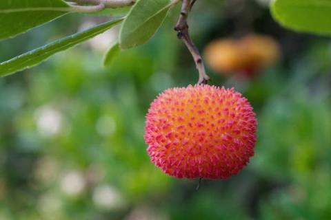 杨梅的功效与作用 杨梅的功效与作用及禁忌