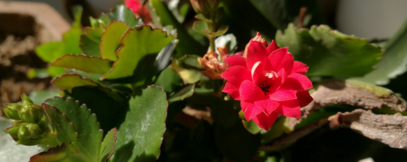 长寿花冬季怎么养殖（长寿花冬天的养殖方法和注意事项）