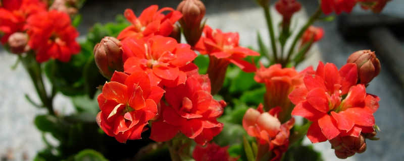 长寿花剪枝后怎么养护（长寿花剪下的枝如何养）