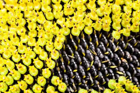 葵花籽的功效与作用（葵花籽油的功效与作用）