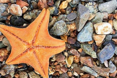 海星的功效与作用（海星的功效与作用及营养）