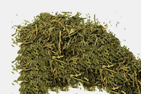 侧柏炭的功效与作用 侧柏炭的功效与作用禁忌