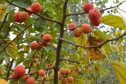 柘果的功效与作用 柘果的功效与作用百科