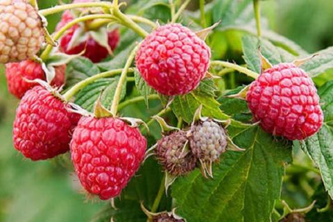 红树林果的功效与作用（红树果有什么功效）