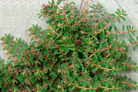 奶浆草的功效与作用（奶浆草的功效与作用可以当菜吃吗）