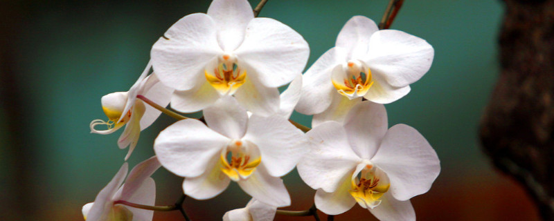 蝴蝶兰叶子开裂是什么原因（蝴蝶兰的叶子裂开是什么原因）