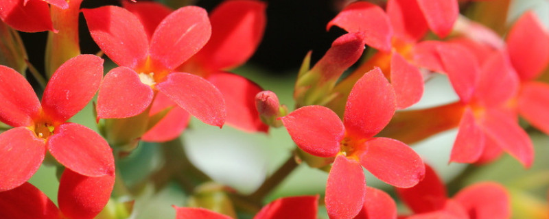 长寿花茎干有黑色的点是什么（长寿花茎上长的黑点）