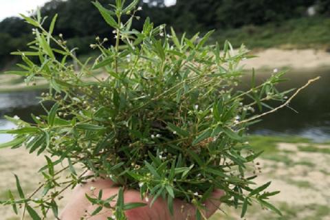 伞房花耳草的功效与作用 伞房花耳草可以泡水喝吗