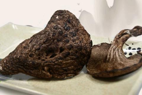 黑虎掌菌的功效与作用（黑虎掌菌的功效与作用及禁忌）