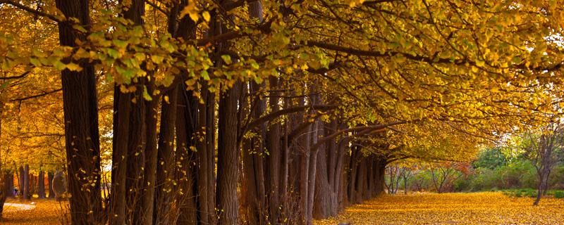 银杏树为什么不能种门前（银杏树可以种门前吗）