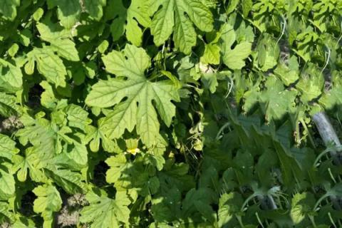 苦瓜叶子煮水的功效与作用（苦瓜叶泡水的功效）