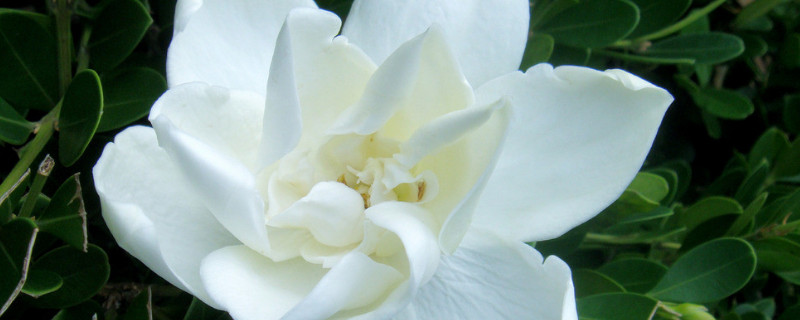 栀子花春天不长叶怎么办（栀子长叶不开花怎么办）