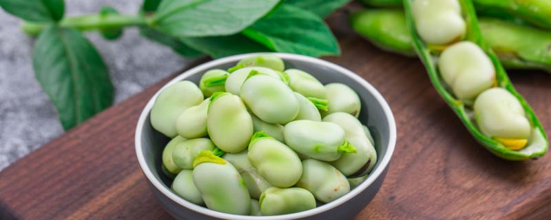 蚕豆种植前要泡水吗 蚕豆的种植方法和时间蚕豆在播种前是否要先用水泡