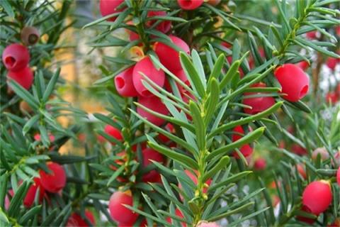 红豆杉果实的功效与作用（红豆杉果实的功效与作用点）