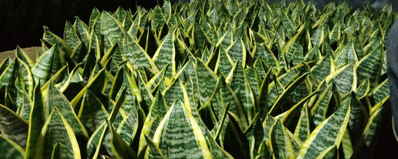 虎皮兰怎么才能不弯 虎皮兰不挺拔都弯了