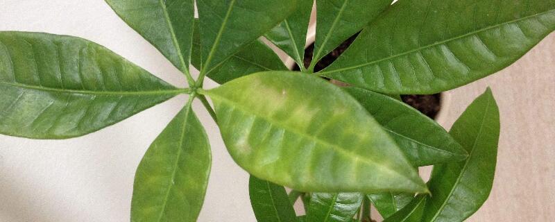 发财树叶子变黄（发财树叶子变黄落叶怎么办）