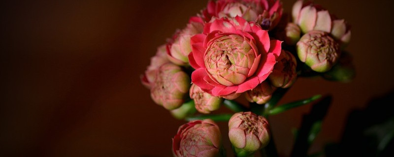 长寿花夏天不开花吗（长寿花夏天开花冬天还能开吗）