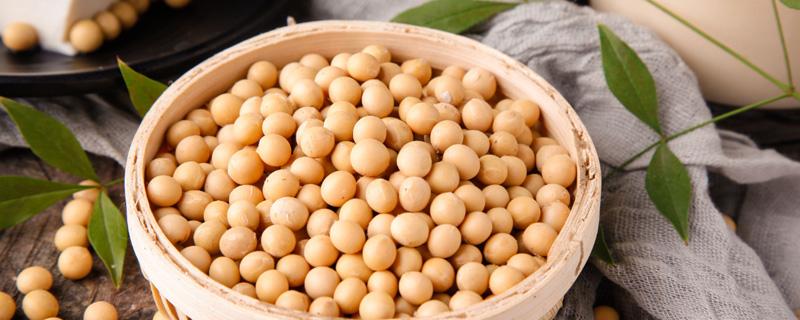 黄豆是毛豆吗(黄豆是不是就是毛豆)