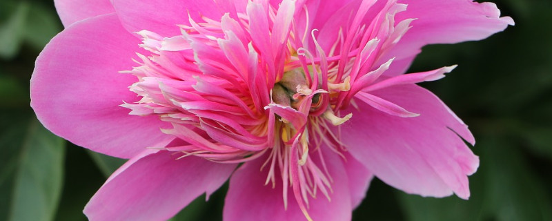 芍药花的叶子黄了需要修剪吗 芍药花开完后能剪叶子吗?