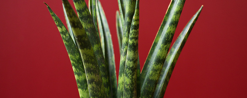 虎皮兰夏天怎么养护 虎皮兰冬季养护方法