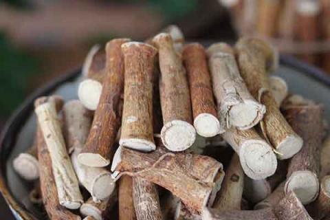 牛奶树根的功效与作用(琴叶榕牛奶树根的功效与作用)