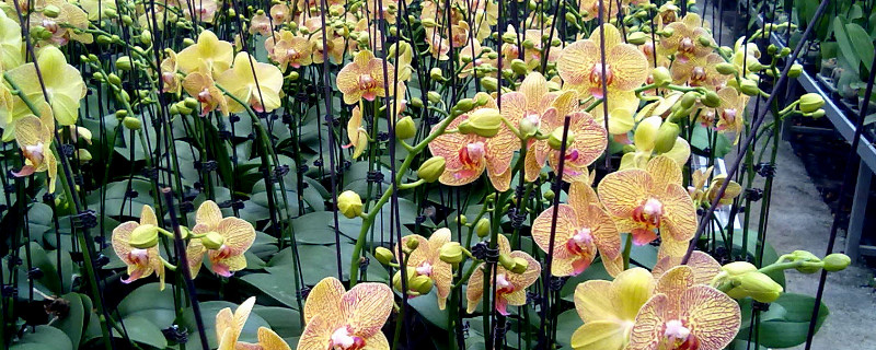 蝴蝶兰水苔是什么(蝴蝶兰的水苔是什么)