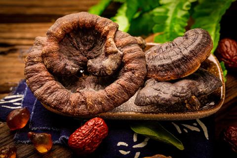 灵芝泡酒的功效与作用（树舌灵芝泡酒的功效与作用）